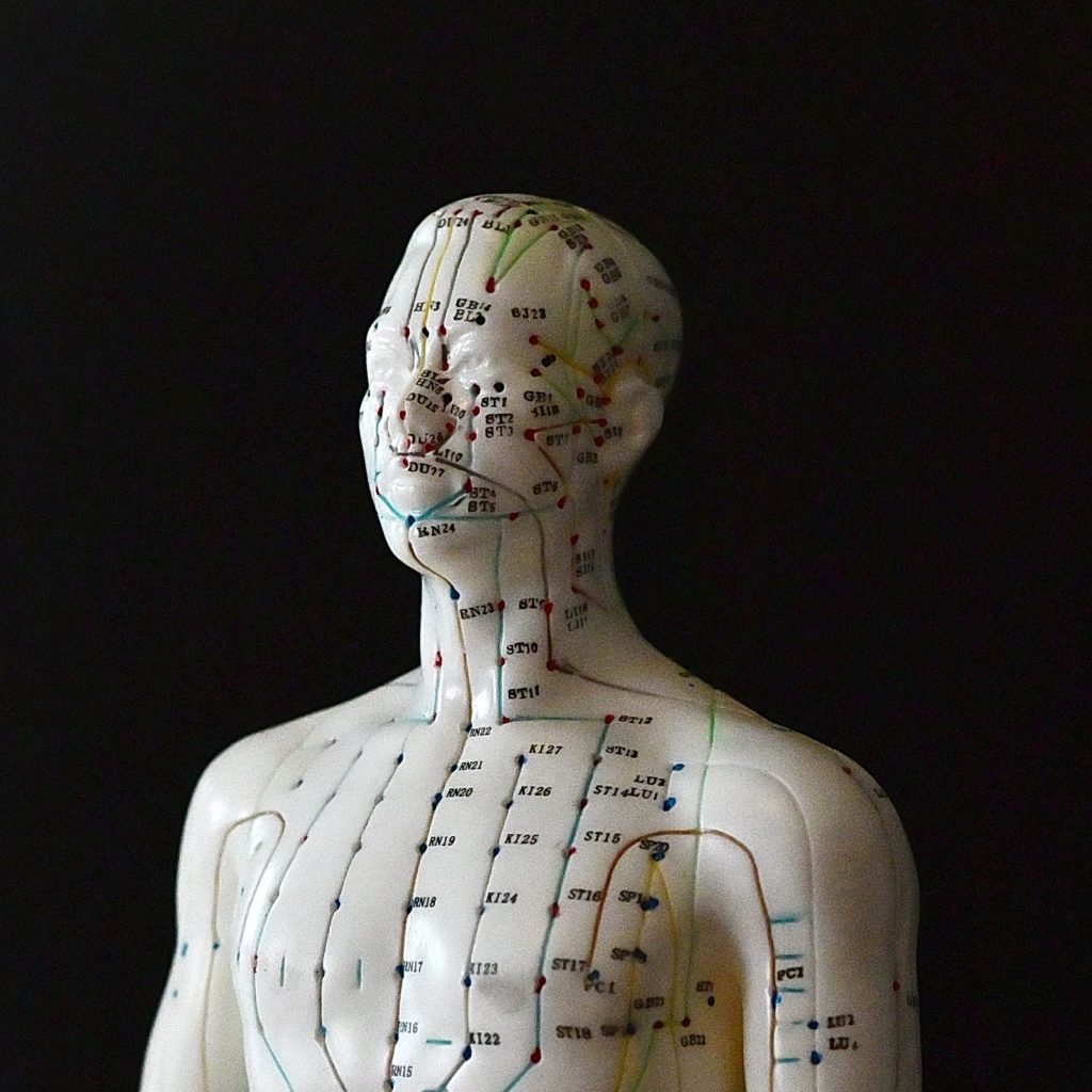 Les Méridiens sur un modèle en portrait taille
