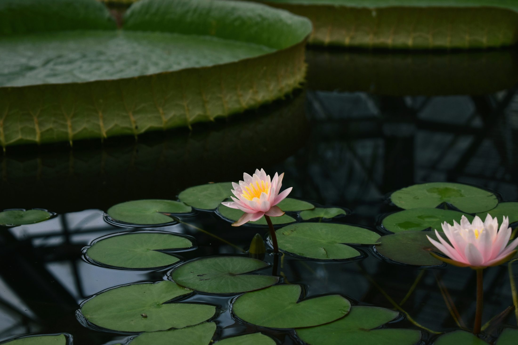 Lotus blancs et rosés sur l'eau, entourés de larges feuilles